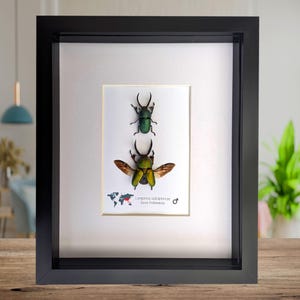 Gerahmtes Hirschkäfer-Pärchen: Indonesische Käfer-Kunst, 20x30