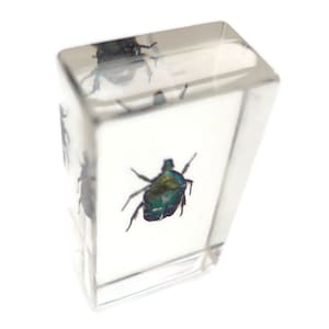 Beetle in Resin Block: Protaetia dicranobia potatini