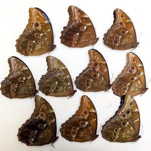 Morpho didius butterfly taxidermy, giant blue papered specimen, set of 10