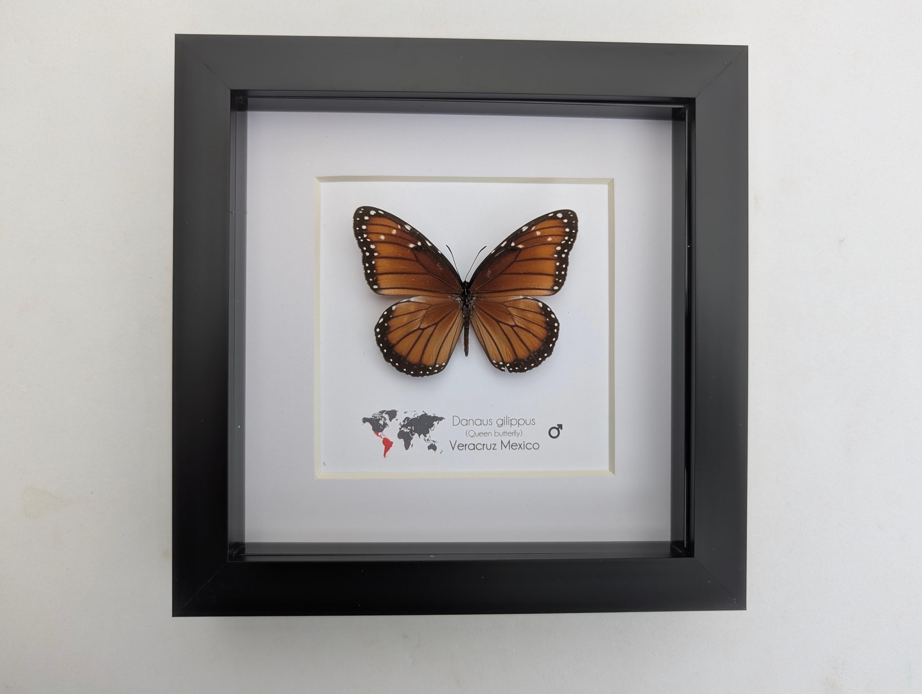 Danaus gilippus、女王蝶、額入り蝶、黄色い蝶、剥製の蝶、昆虫学