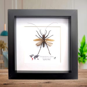 Dicronostomus nitidus male, the shiny longhorn katydid, open wings, from Peru, Rare to find, insect display framed bug, 6x6
