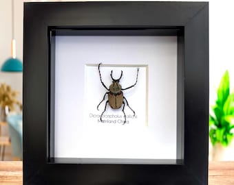 Framed antler horn beetle specimen: dicronocephalus wallichii entomology wall decor (4" x 4")
