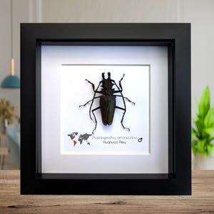 Gerahmter Psalidognathus antonkozlovi Käfer, ethisch einwandfreie Entomologie Kunst