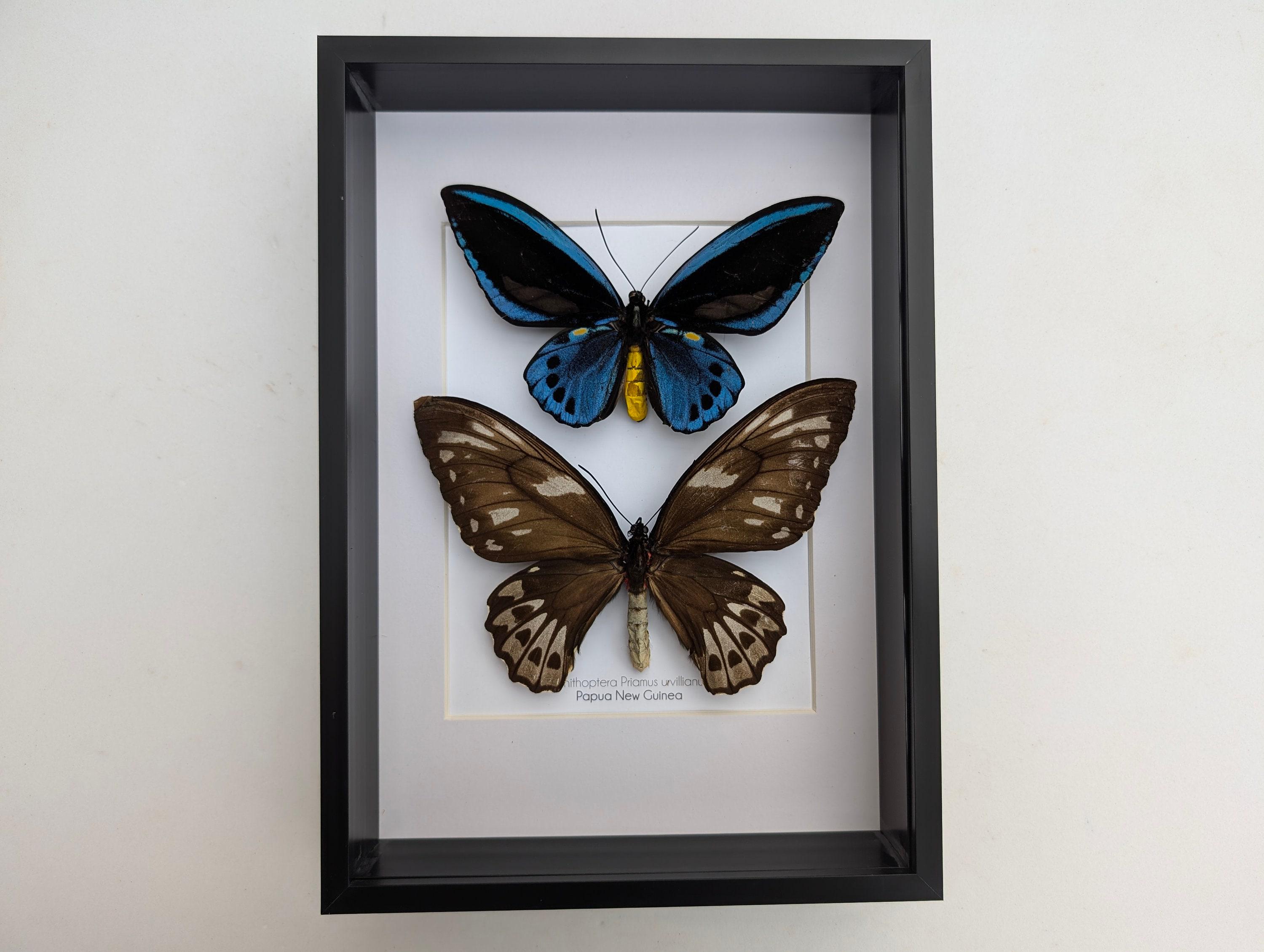 Framed Blue Birdwing Butterfly: Ornithoptera Priamus Urvillianus