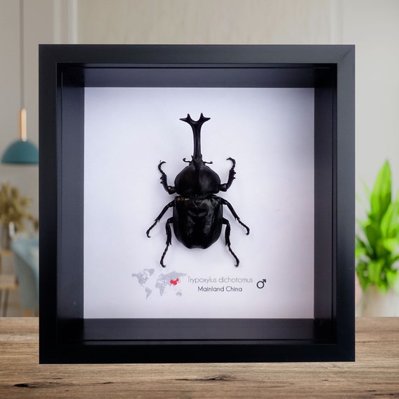 Framed Japanese Rhinoceros Beetle Taxidermy: Entomology Gift - Etsy