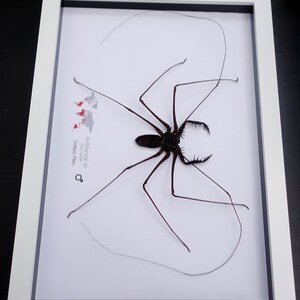 Amblypygi, Whip spider, Tailless Whip Scorpion, from Peru, Frame size A4 image 3
