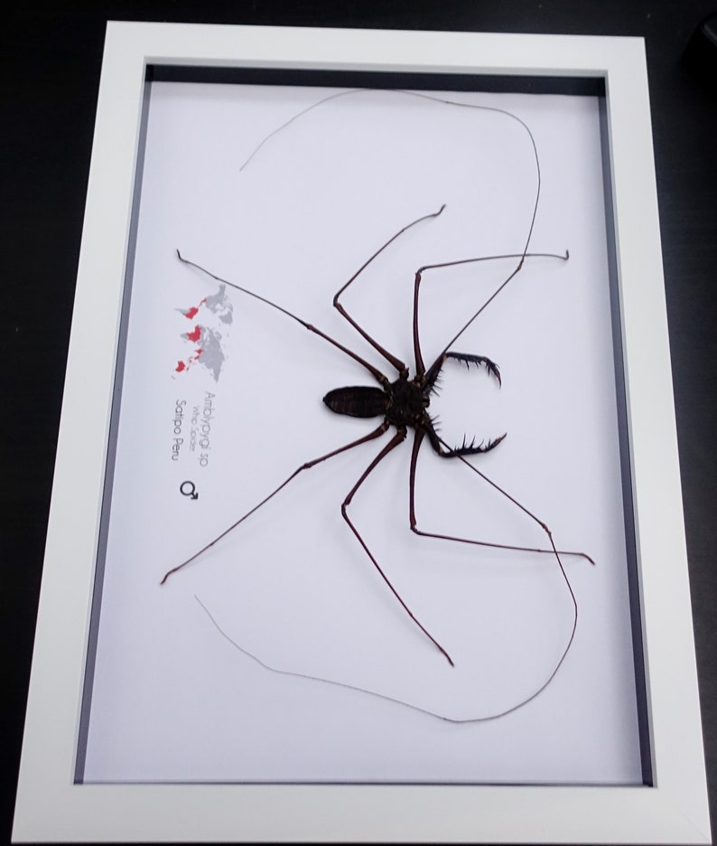 Amblypygi, Whip spider, Tailless Whip Scorpion, from Peru, Frame size A4 image 3