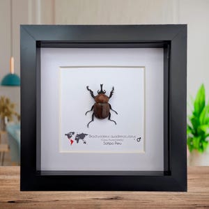 Taxidermia de escarabajo cornudo enmarcada y brillante, exhibición entomológica de origen ético (6x6)