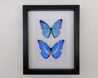 額入り虹色に輝く青いモルフォ蝶のディスプレイ（8x10） - Etsy 日本