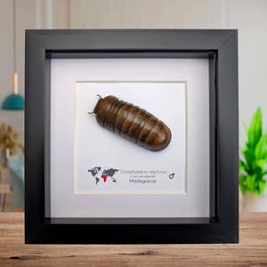 Framed neptune giant pill millipede - madagascar shadow box (6"x6")