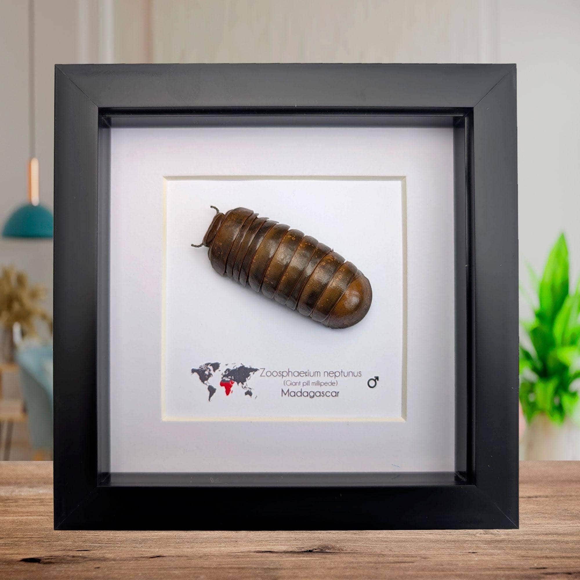 Framed Neptune Giant Pill Millipede - Madagascar Shadow Box (6