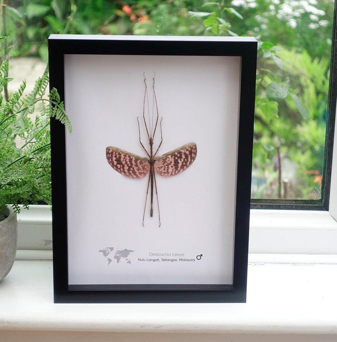 Diesbachia Tamyris the Tapah Hills Stick Insect Male From - Etsy