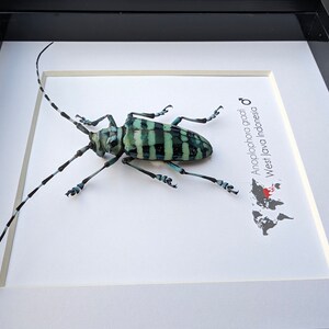 May include: A framed insect specimen of an Anoplophora graci, a type of longhorn beetle, with a green and black striped body. The frame includes a map of the world with West Java, Indonesia highlighted in red.