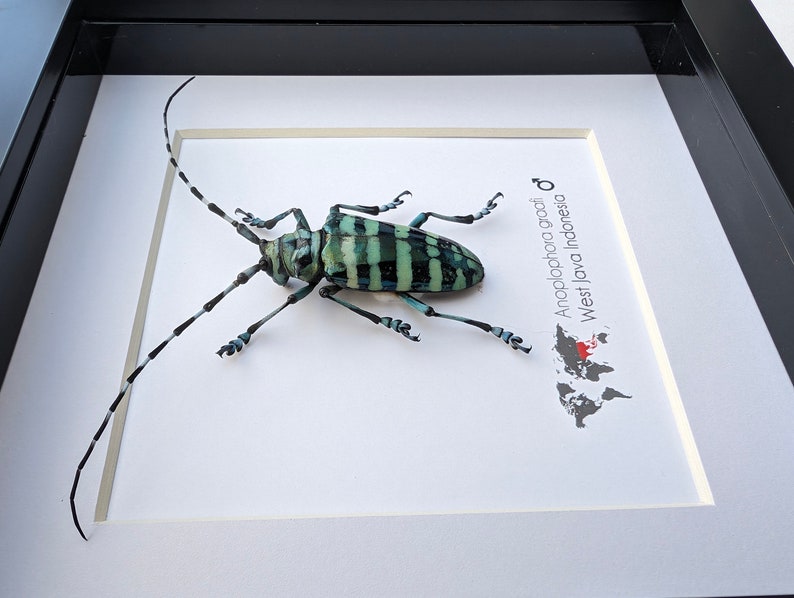 May include: A framed insect specimen of an Anoplophora graci, a type of longhorn beetle, with a green and black striped body. The frame includes a map of the world with West Java, Indonesia highlighted in red.