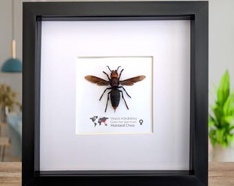 Framed asian giant hornet: queen vespa mandarina entomology wall decor (8x8)