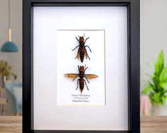 Ethically sourced asian giant hornet pair: vespa mandarina wall decor