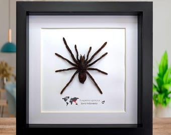 Tarantula eurypeima spinicrus from indonesia big size, frame 8" x 8"