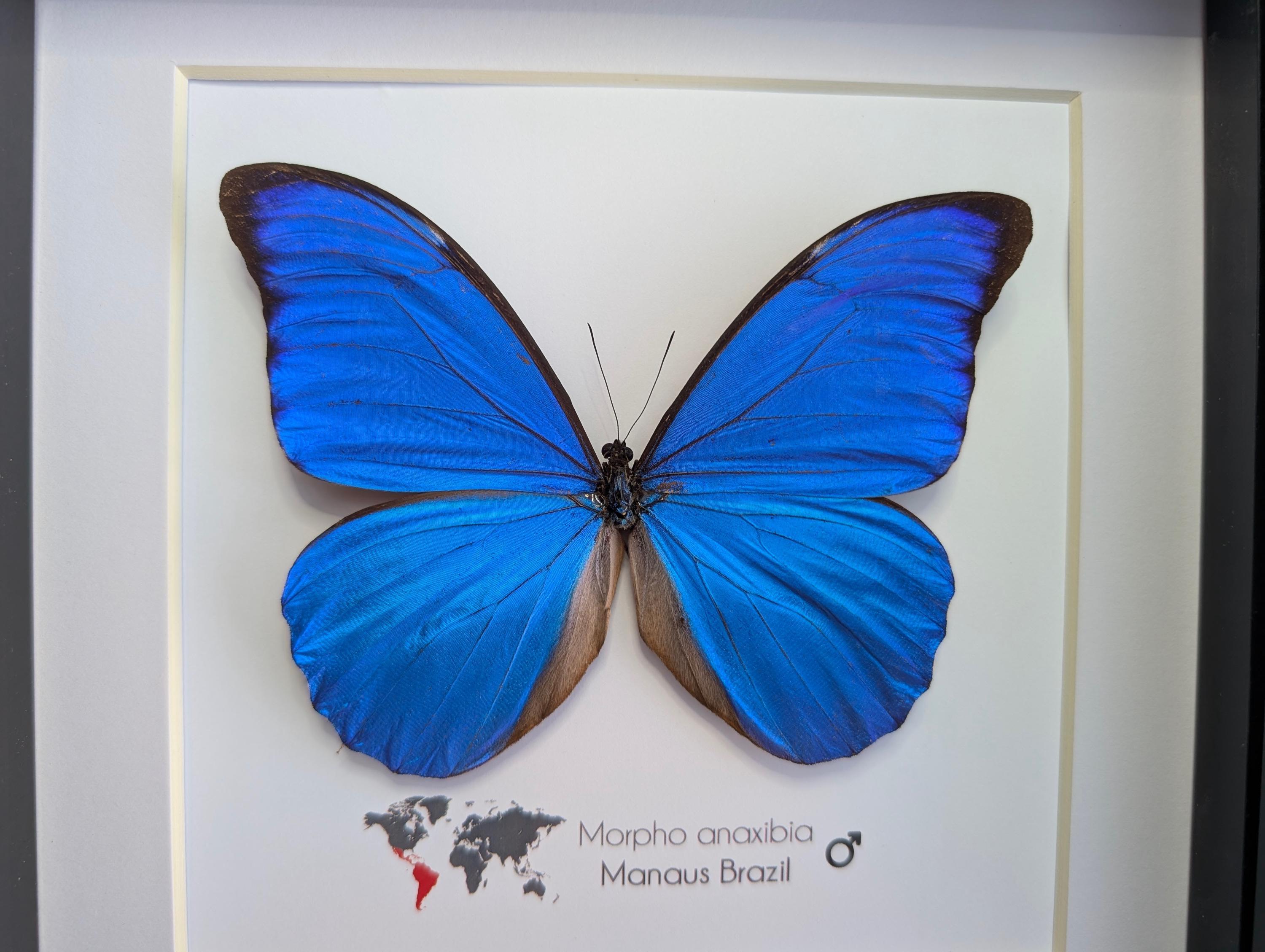 Brazil ストア Morpho anaxibia1 133mm Morpho anaxibia BRAZIL