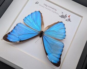 Framed Aurora Morpho Butterfly, Peru, 6