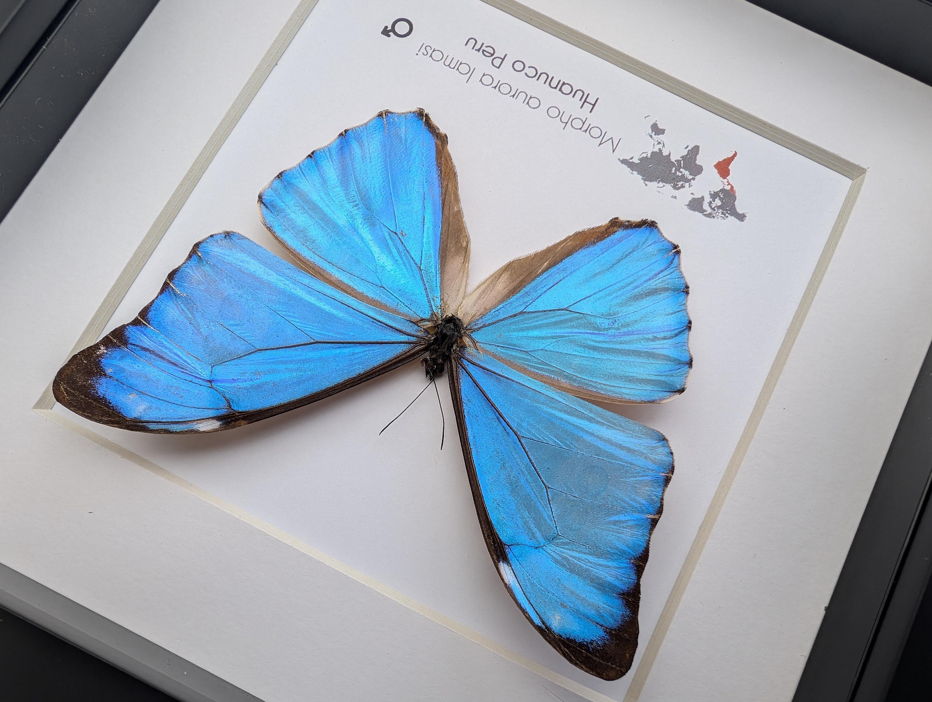 Framed Aurora Morpho Butterfly, Peru, 6