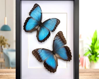 Gerahmtes blau Morpho Schmetterling Paar, Helenor guerrerensis A4 Display