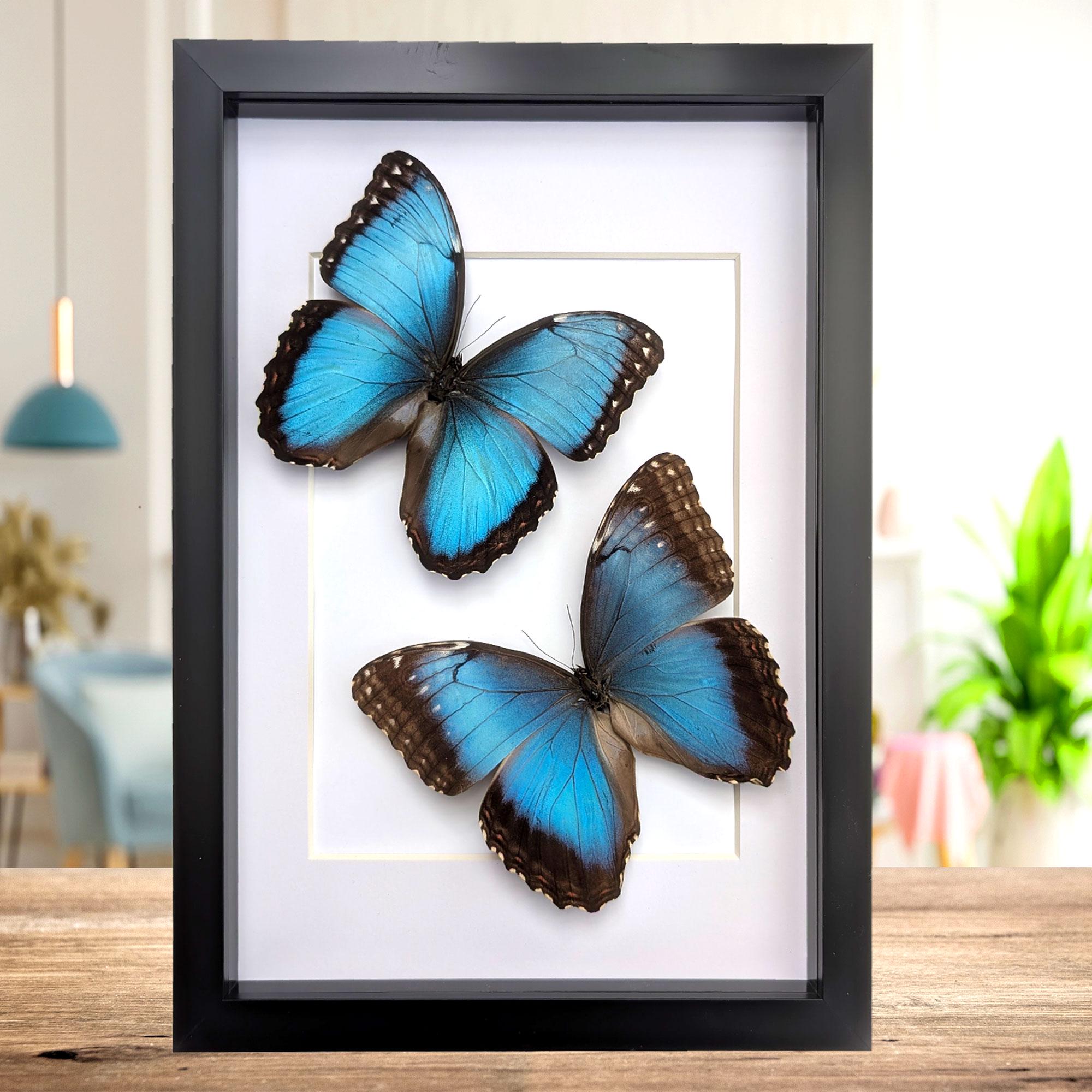 Morpho anaxibia - Etsy 日本