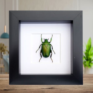 Taxidermie de coléoptères verts encadrés : art entomologique de scarabées africains