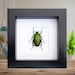 see more listings in the Framed bugs section