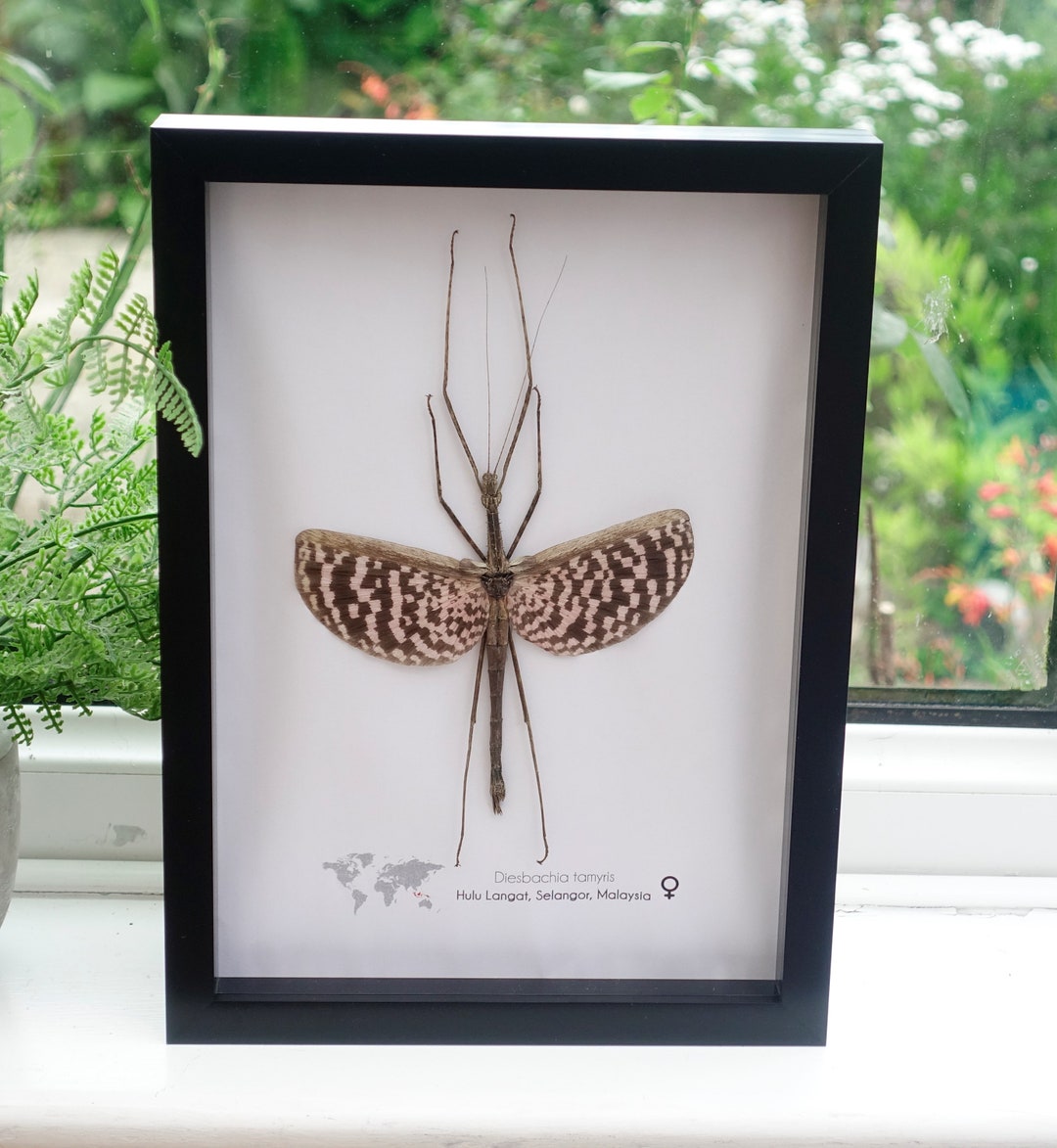 Diesbachia Tamyris the Tapah Hills Stick Insect Female From - Etsy