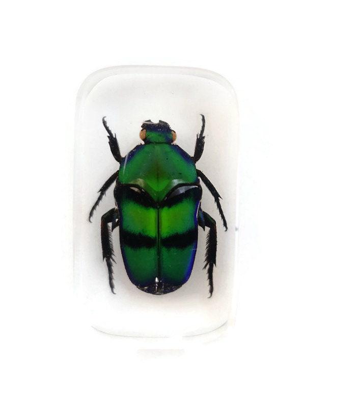 Ischiopsopha - Etsy Australia