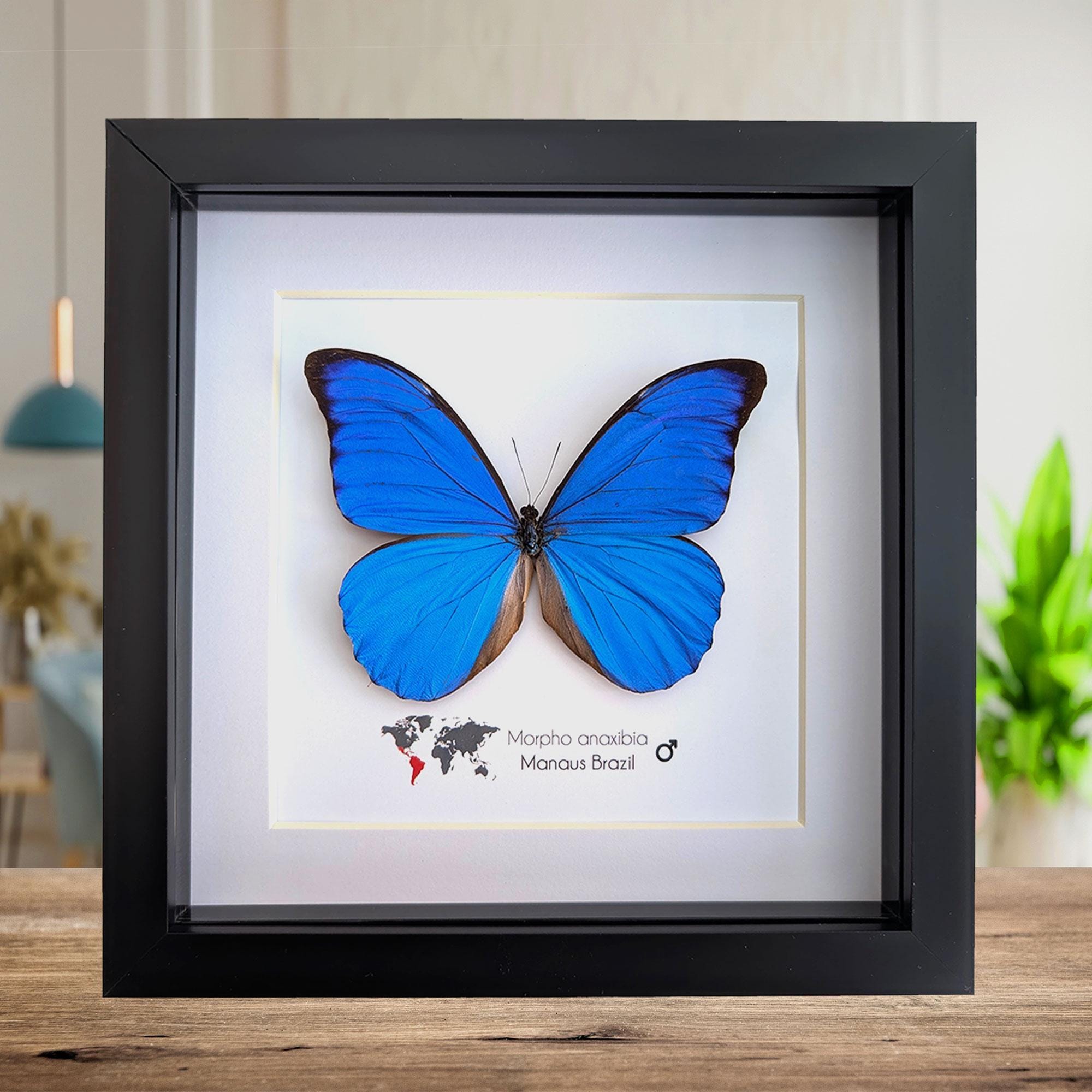 Framed Iridescent Blue Morpho Butterfly, Brazil, 8x8 Nature Art - Etsy