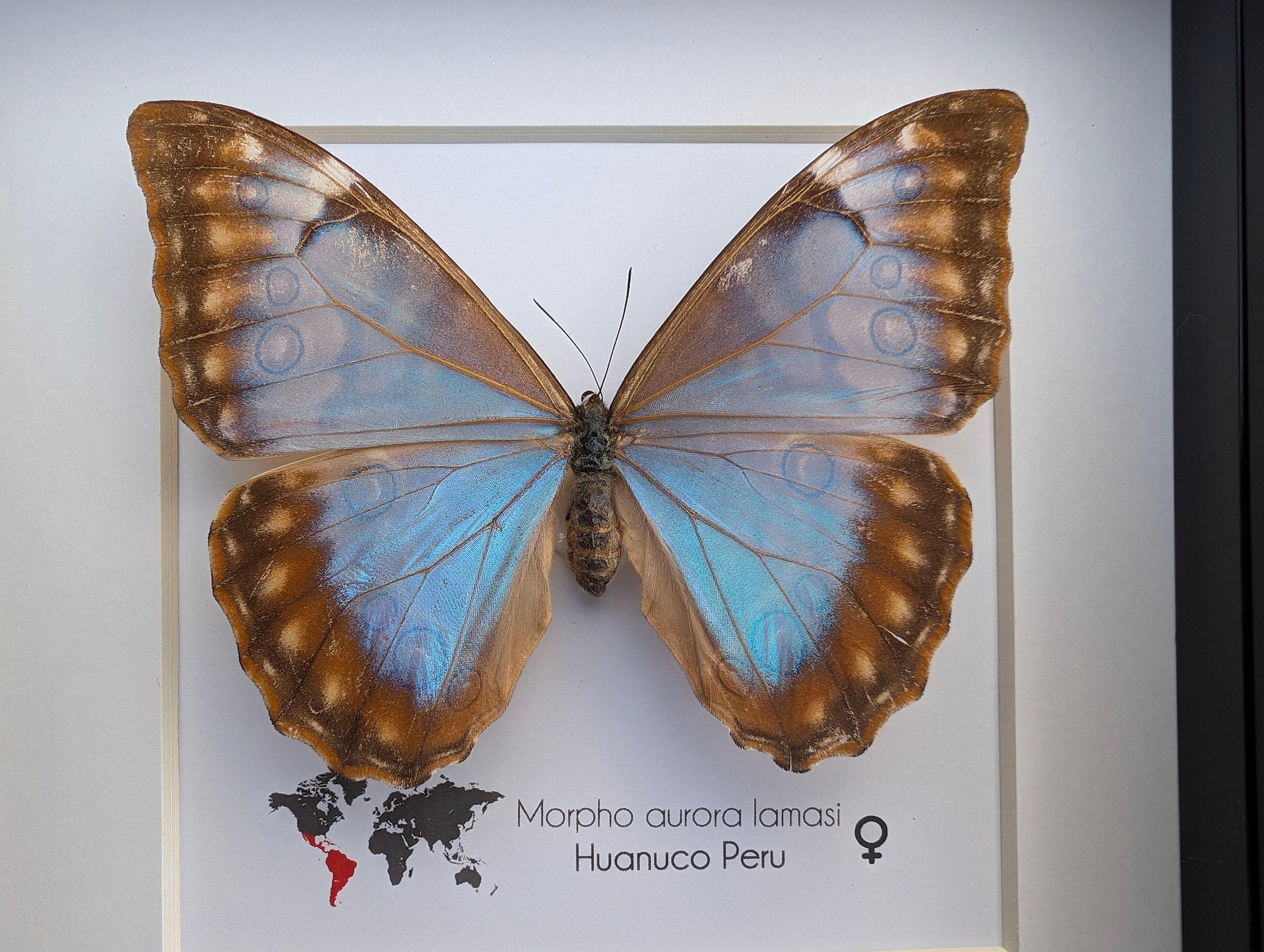 標本 Peru Morpho aurora female 84mm Framed Aurora Morpho Butterfly: Rare Female From Peru (6