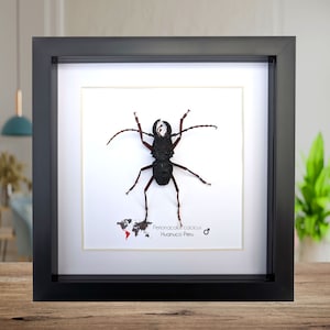 Framed Longhorn Stag Beetle: Ethically Sourced Insect Wall Decor