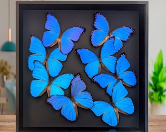 美麗モルフォ２種 本物のバイオレットモルフォ蝶 - Morpho helenor violaceus - ビクトリ