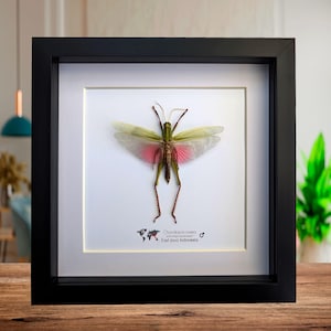Chondracris rosea, the citrus locust or cotton locust from Indonesia, ethically sourced bug collection, nature art frame 8&quot;x8&quot;