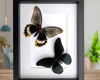 Arte enmarcado de la mariposa cola de golondrina: Papilio Memnon, exhibición natural de 8 x 10