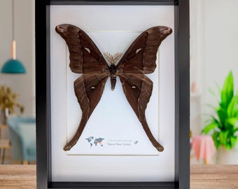 Framed hercules moth: coscinocera hercules, papua new guinea