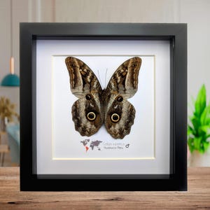 Gerahmte Taxidermy Riesen Eule Schmetterling, Caligo Superbus, 8x8