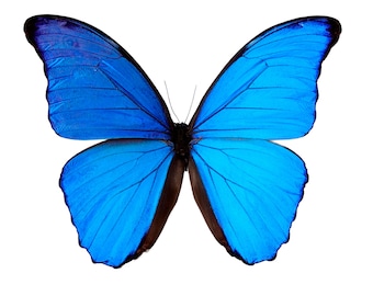Papered Morpho Didius Specimen: Giant Iridescent Blue Butterfly