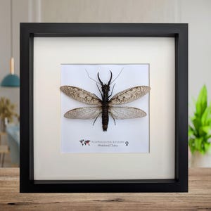 Inramad dobsonfly taxidermi: Acanthacorydalis fruhstorferi entomologi väggkonst