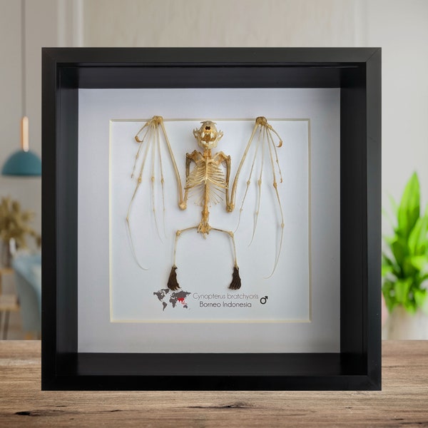 Cynopterus bratchyoris skeleton, short-nosed fruit bat, wall decor, ethically sourced, science collection, taxidermy bat, nature art