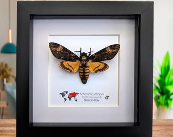 Esfinge calavera africana enmarcada: polilla con patrón de calavera, marco de 6"