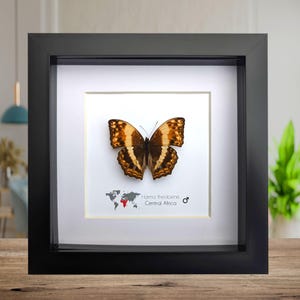 Framed harma theobene butterfly taxidermy: entomology wall art
