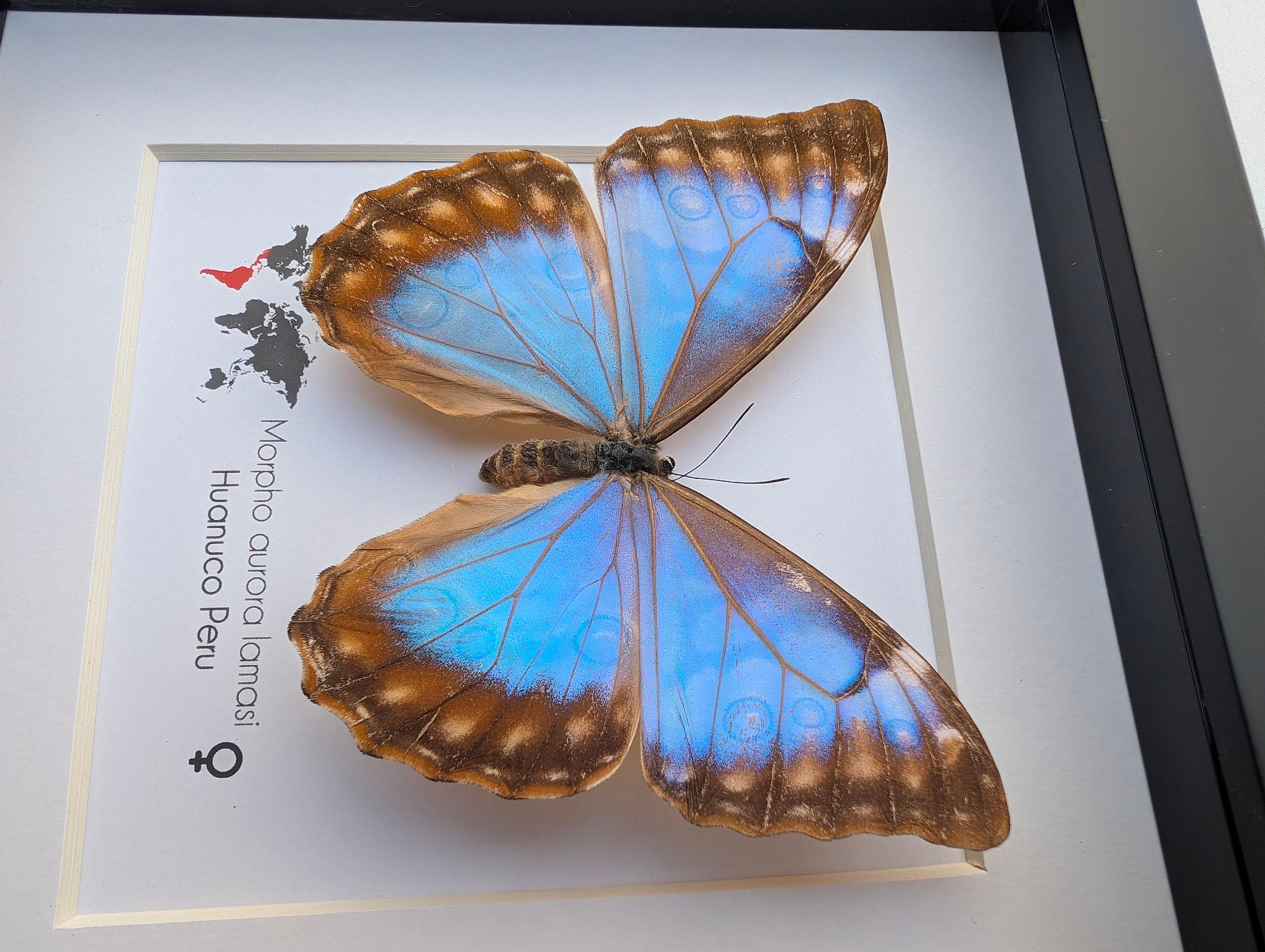 Framed Aurora Morpho Butterfly: Rare Female From Peru (6