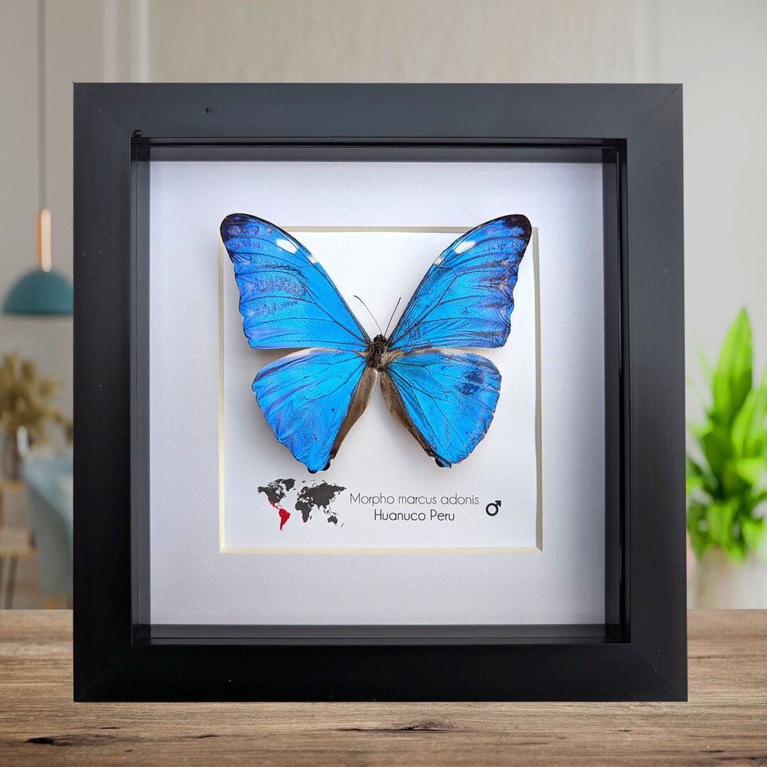 Morpho Adonis - Blue Morpho Butterfly - Real Framed Butterfly
