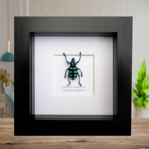 Eupholus magnificus,  blue weevil, taxidermy beetle, entomology present, beetle collection, nature art, natural history, ethically sourced