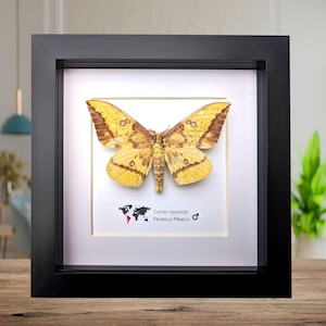 Framed Imperial Moth, Yellow Veracruz Specimen, 6" Shadowbox