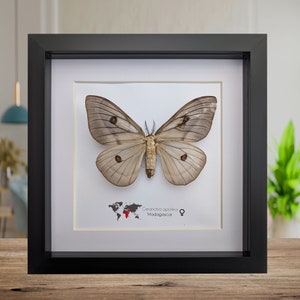 Ceranchia Apollina - Etsy