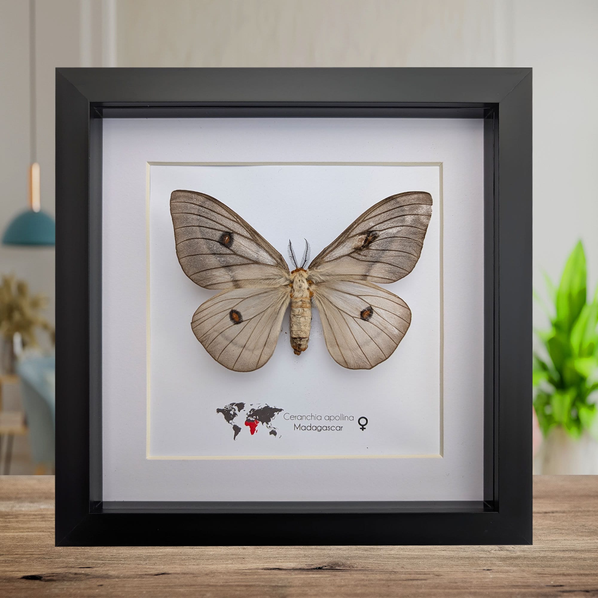 標本 Ceranchia apollina1 pair 104mm 108mm Framed Ghostly Silk Moth: Ceranchia Apollina Female