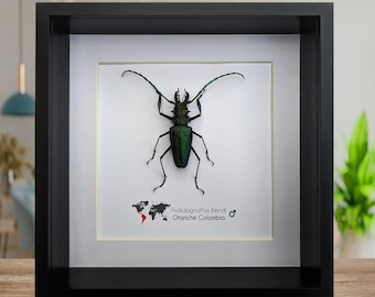 珍しい青いカミキリムシの額入り剥製 - Pseudomyagrus waterhousei